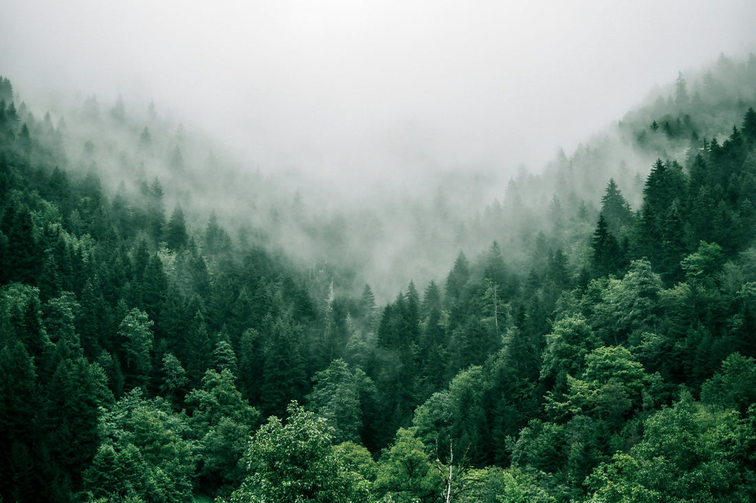 When the Forest Remembers Us